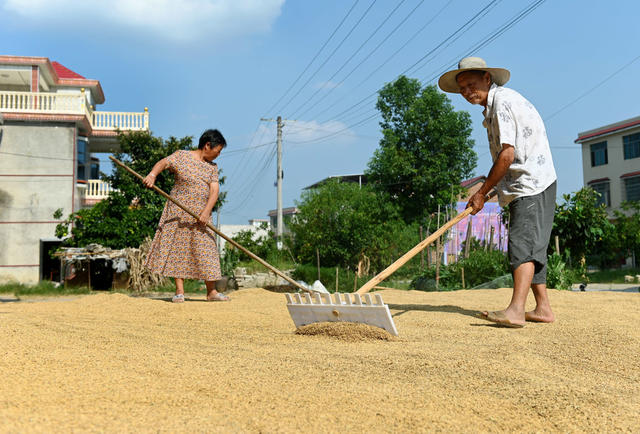 晒稻谷，粮食生产，收获，晾晒，农业，农村，农民，颗粒归仓，天气，丰产丰收