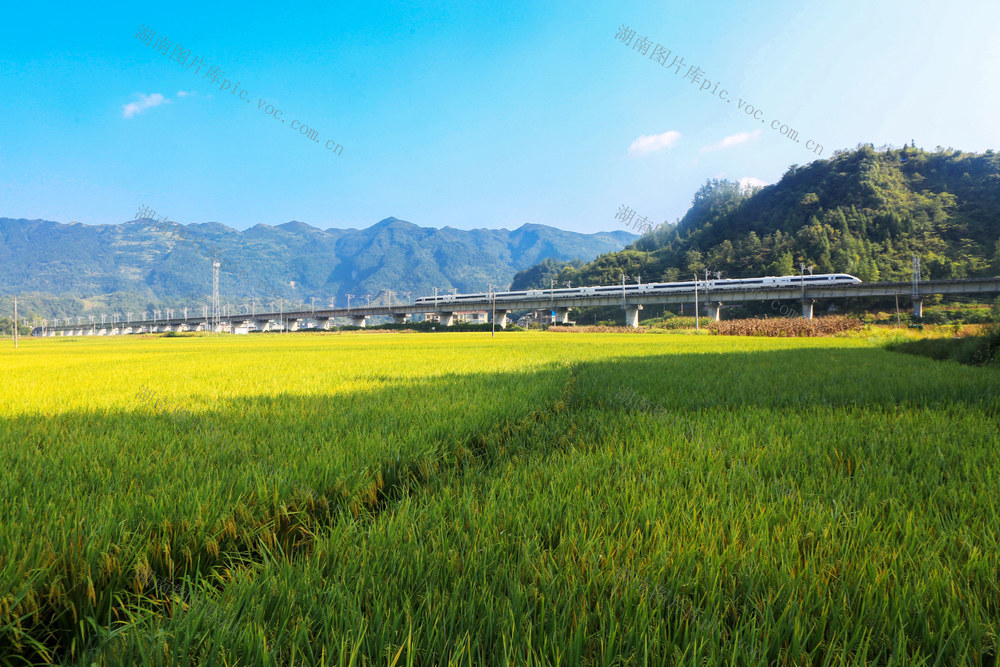 湖南，湘西，黔江区，张家界，常德，丰收，美景，稻谷，成熟，列车，铁路，
