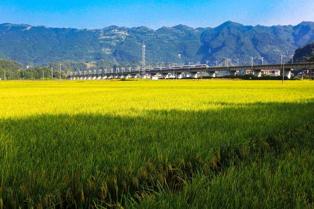湖南，湘西，黔江区，张家界，常德，丰收，美景，稻谷，成熟，列车，铁路，
