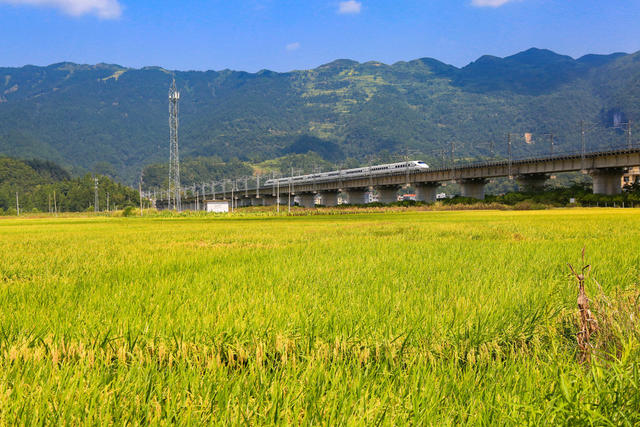 湖南，湘西，黔江区，张家界，常德，丰收，美景，稻谷，成熟，列车，铁路，
