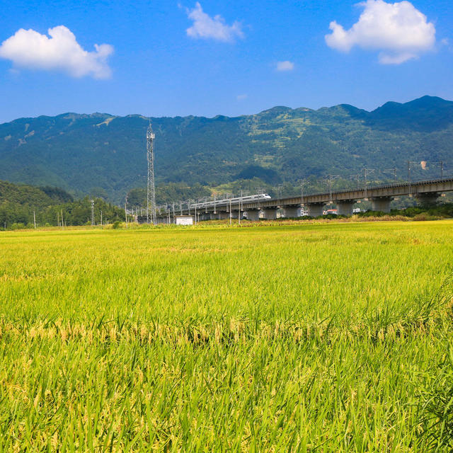 湖南，湘西，黔江区，张家界，常德，丰收，美景，稻谷，成熟，列车，铁路，
