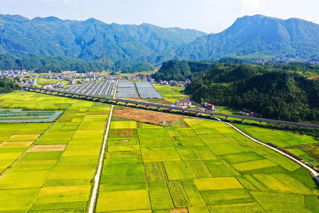 湖南，湘西，黔江区，张家界，常德，丰收，美景，稻谷，成熟，列车，铁路，
