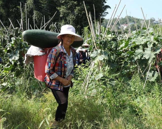 
冬瓜丰收富农家