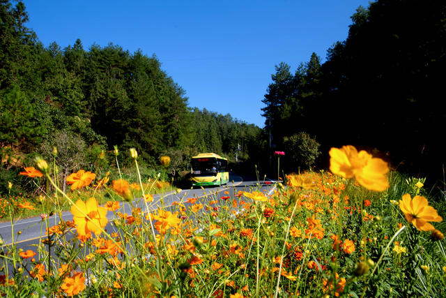 湖南桂东 美丽公路 车 花 行 格桑花