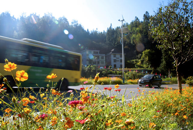 湖南桂东 美丽公路 车 花 行 格桑花