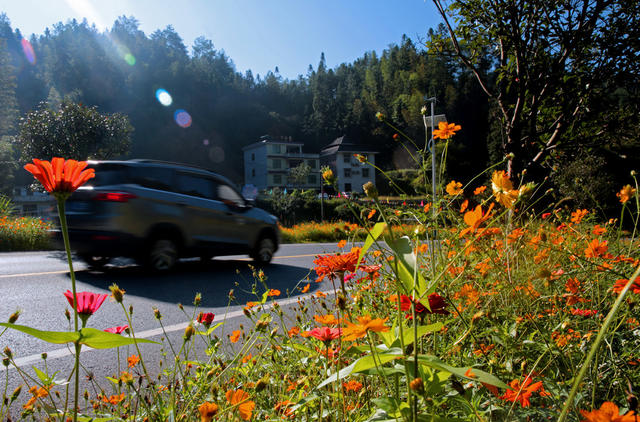 湖南桂东 美丽公路 车 花 行 格桑花