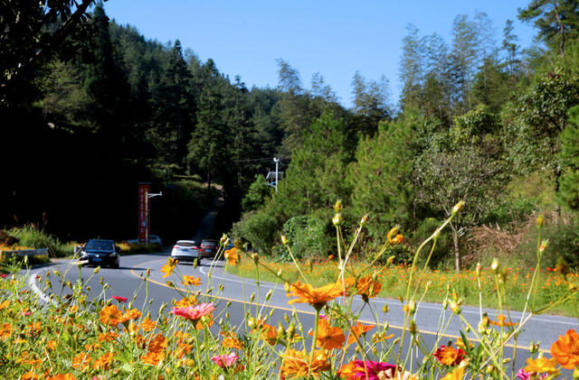 湖南桂东 美丽公路 车 花 行 格桑花