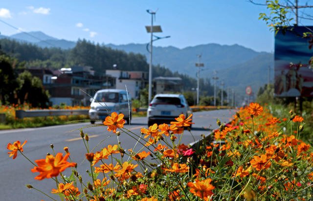 湖南桂东 美丽公路 车 花 行 格桑花