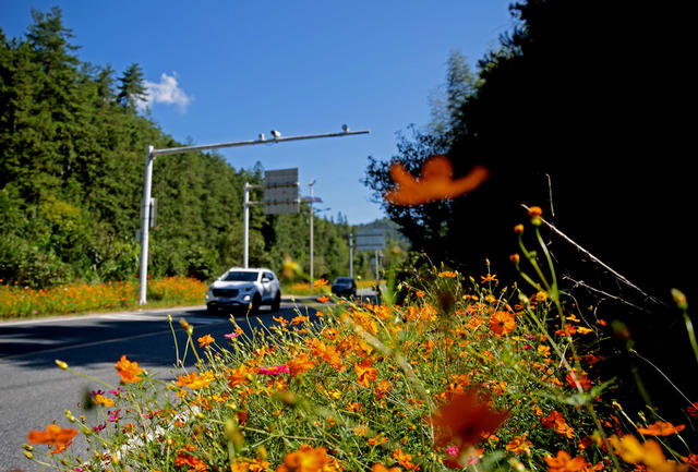 湖南桂东 美丽公路 车 花 行 格桑花