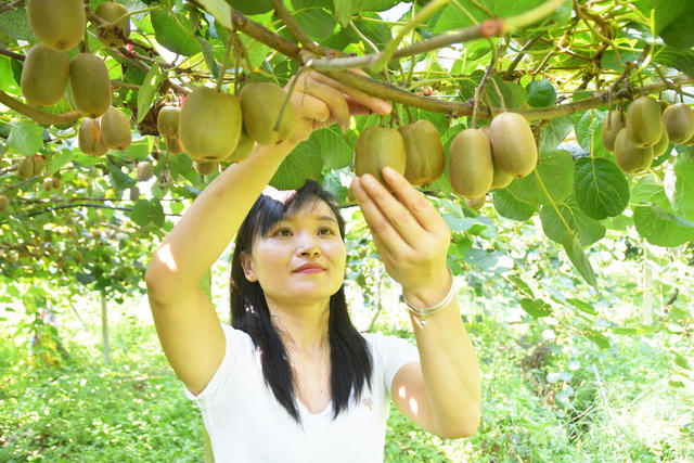  采摘生态猕猴桃