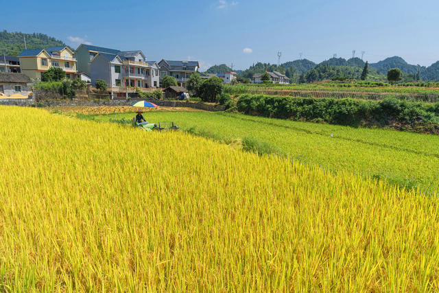 该市8万余亩水稻成熟进入大面积收割期  村民们运用小型收割机、打谷机、木桶手打等各种方式忙着秋收  乡村“丰”景如画