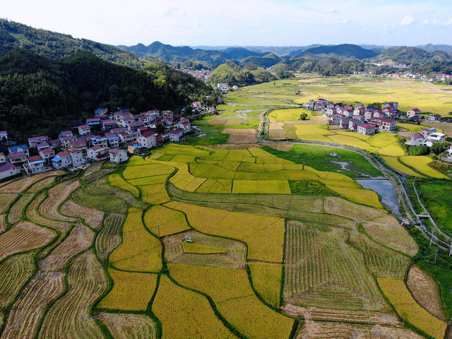 乡村振兴  粮食生产  水稻丰收