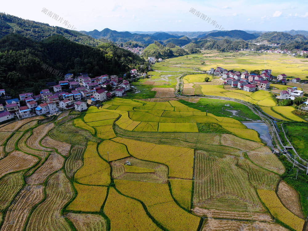 乡村振兴  粮食生产  水稻丰收