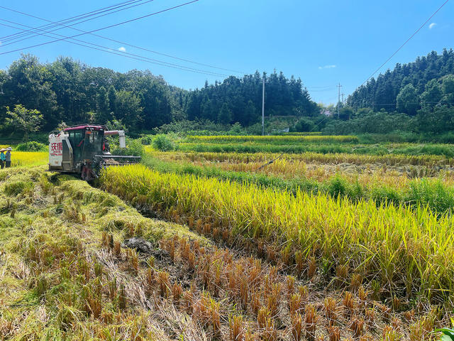 乡村振兴  粮食生产  水稻丰收