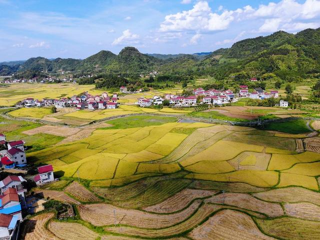 乡村振兴  粮食生产  水稻丰收