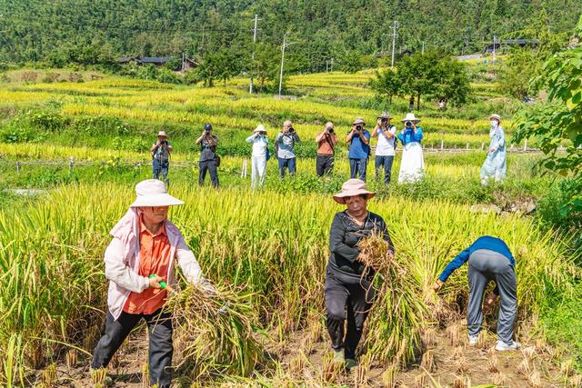 农旅融合  塘家梯田 