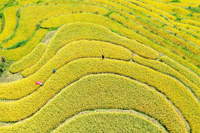 农旅融合  塘家梯田 