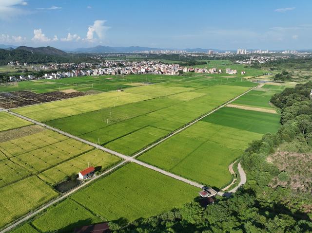 中稻
道县
