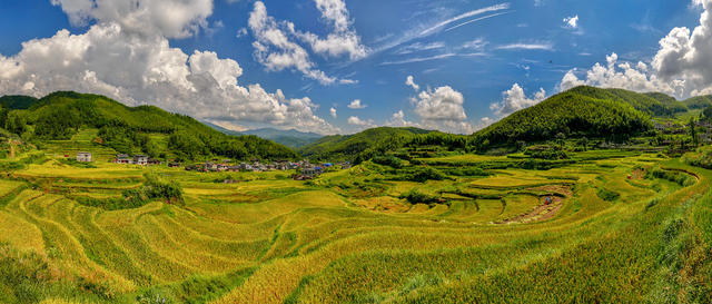 高山梯田，秋色宜人.