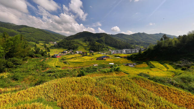 高山梯田，秋色宜人.