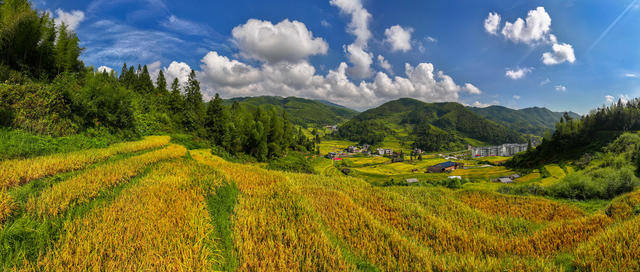 高山梯田，秋色宜人.