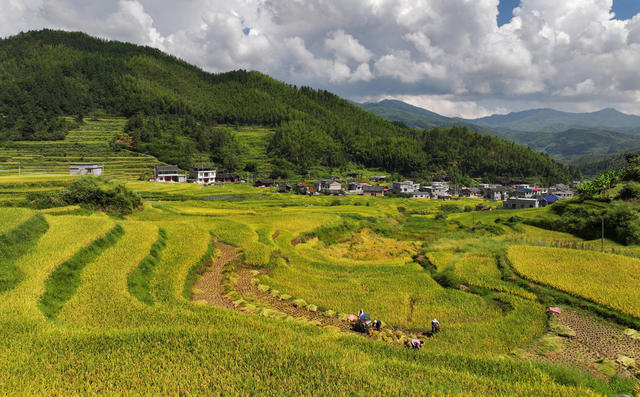 高山梯田，秋色宜人.