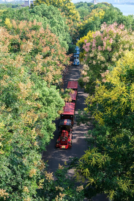 栾树花开，秋色美，橘子洲景区