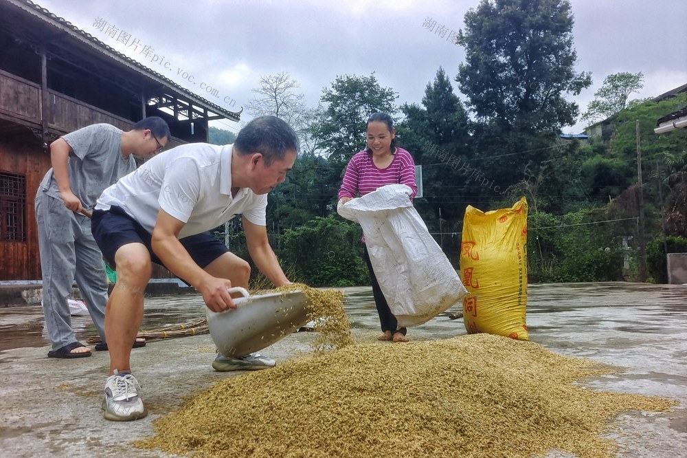 乡村振兴 秋收
助农 驻村