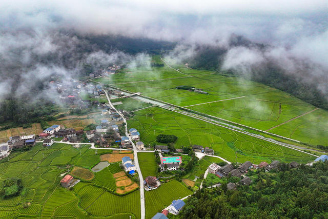 乡村 生态 和美乡村 环境 稻田