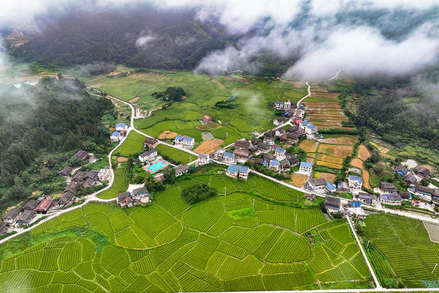 乡村 生态 和美乡村 环境 稻田