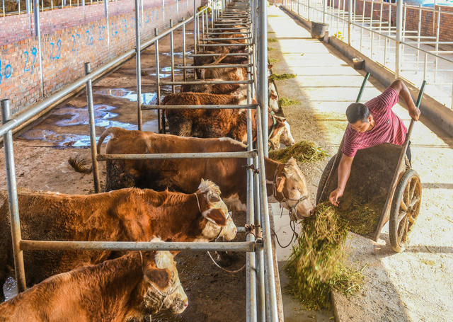 生态养殖
道县
乡村振兴
