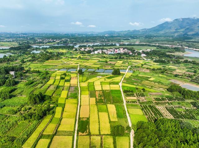 田园
道县
晚稻