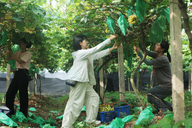 助农 水果丰收 农产品丰收 助农增收 助力乡村振兴