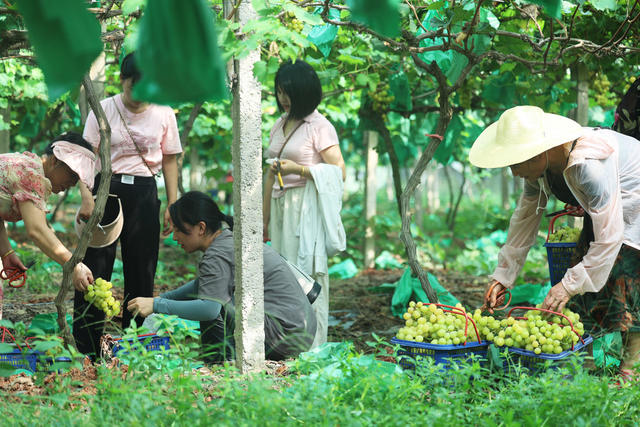 助农 水果丰收 农产品丰收 助农增收 助力乡村振兴