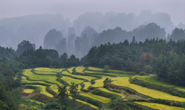 峰林,田园,张家界,武陵源,生态,,自然,环境,稻田