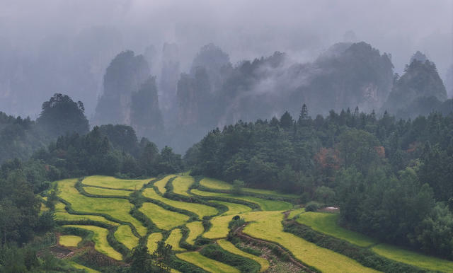 峰林,田园,张家界,武陵源,生态,,自然,环境,稻田