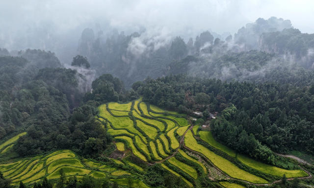 峰林,田园,张家界,武陵源,生态,,自然,环境,稻田