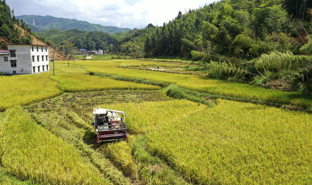 抢收水稻 灾后恢复重建 生产自救 农业产业 抗洪救灾