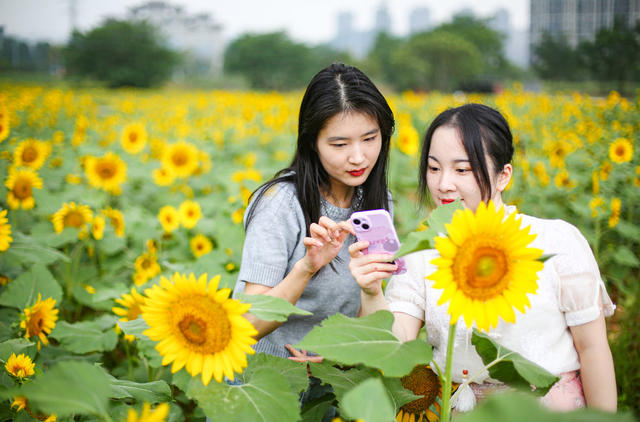 清晨  游客  湖南  郴州  苏仙区 
 城东新区  东湖片区  向日葵 
 打卡  拍照  城市喧嚣  黄建华  航拍 
