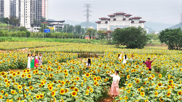 清晨  游客  湖南  郴州  苏仙区 
 城东新区  东湖片区  向日葵 
 打卡  拍照  城市喧嚣  黄建华  航拍 