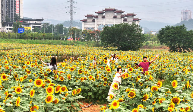 清晨  游客  湖南  郴州  苏仙区 
 城东新区  东湖片区  向日葵 
 打卡  拍照  城市喧嚣  黄建华  航拍 