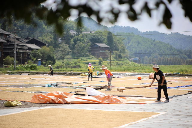 古寨 晒秋 侗寨 晒稻谷 晾晒 鼓楼 丰收