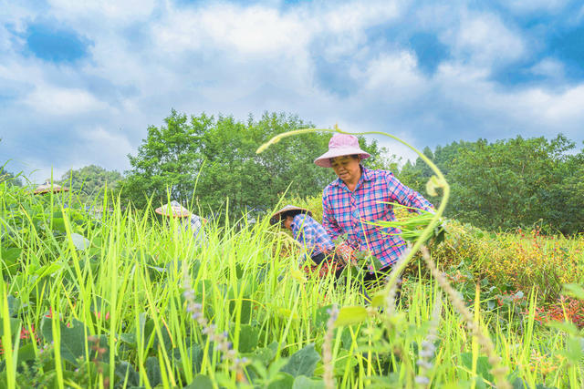 吉首市峒河国家湿地公园石家冲河段  村民们在忙着割除杂草清理河岸  努力打造宜居、宜业、宜游的生态园林品牌