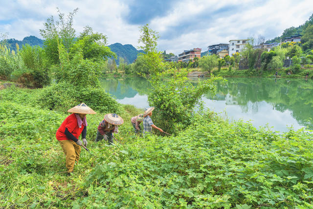 吉首市峒河国家湿地公园石家冲河段  村民们在忙着割除杂草清理河岸  努力打造宜居、宜业、宜游的生态园林品牌