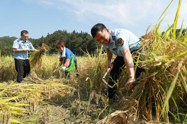 助农秋收 办实事 驻村 党员干部 接地气 乡村振兴 聚力赋能
