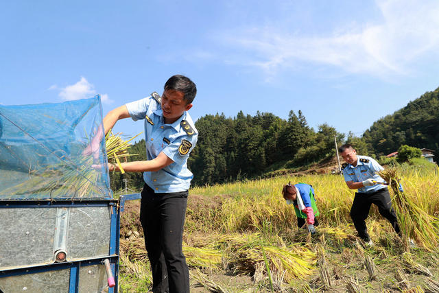 助农秋收 办实事 驻村 党员干部 接地气 乡村振兴 聚力赋能
