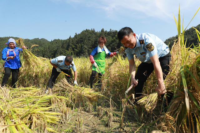 助农秋收 办实事 驻村 党员干部 接地气 乡村振兴 聚力赋能
