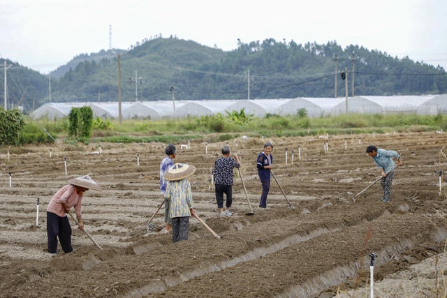 湖南 新田 秋冬 蔬菜生产忙