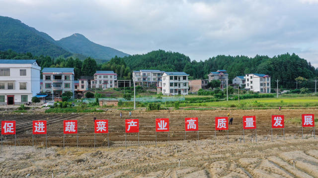 湖南 新田 秋冬 蔬菜生产忙