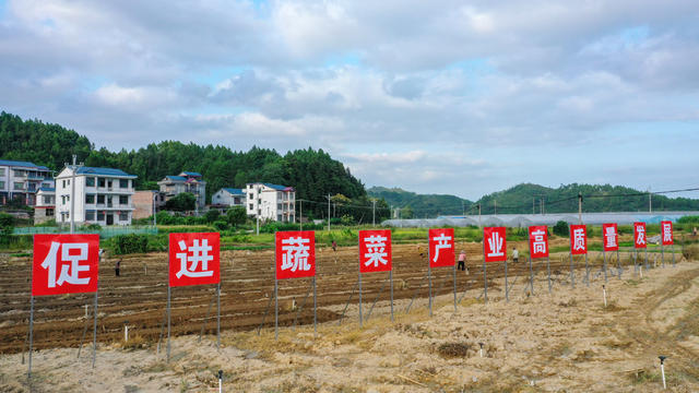 湖南 新田 秋冬 蔬菜生产忙